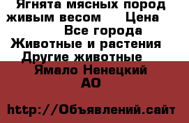 Ягнята мясных пород живым весом.  › Цена ­ 125 - Все города Животные и растения » Другие животные   . Ямало-Ненецкий АО